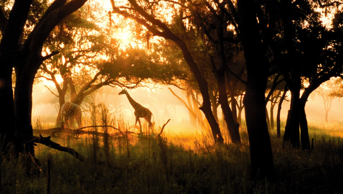 giraffes at dawn on the savana